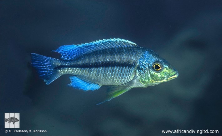 Protomelas marginatus vuae 'Sambia Reef'